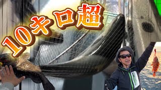 【釣り】10kg越えのブリ⁉️とにかく良型ばかり釣れました【八坂丸】【1週間ダイジェスト】