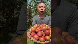 苹果园非常美丽。美就像园丁的能量。 #2024 #fruit #果物 #apple #shorts #fruit #respect