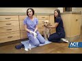 cleaning a dog s ears veterinary training