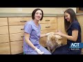 cleaning a dog s ears veterinary training