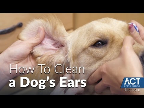 Cleaning A Dog's Ears - Veterinary Training Cleaning A Dog's Ears - Veterinary Training