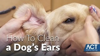 Cleaning A Dogs Ears - Veterinary Training