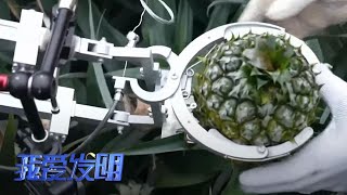 这个采摘工具竟能模仿人手，让浑身是刺的菠萝服服帖帖！|「我爱发明」20230115