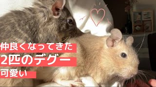 仲良くなってきた【2匹のデグー】がかわいい