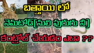 బత్తాయి లో నెమటోడ్ల నీ కంట్రోల్ చేయడం ఎలా ||how to control nematodes in Citrus||Controlling measures