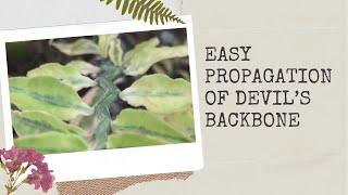 EASY How To Propagate Devil’s Backbone