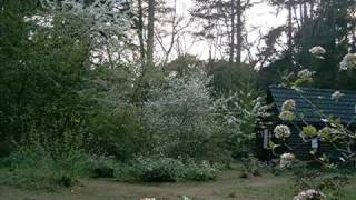 bloeiende bomen in april