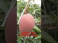 apple mango farm in japan update