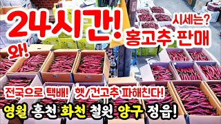 서울경동시장$24시간 홍고추 판매! 전국 햇/건고추 파해친다! 영월 홍천 화천 철원 양구 정읍! 전국으로 택배! #택배 #고추장 #고추 #고추가루 #과일 #먹방 #맛집