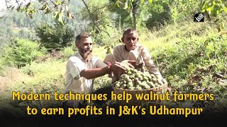 Modern techniques help walnut farmers to earn profits in J\u0026K’s Udhampur