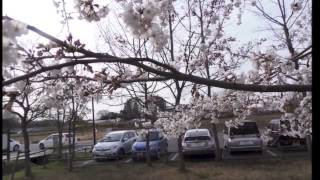 宮代町の桜２[特派員投稿]