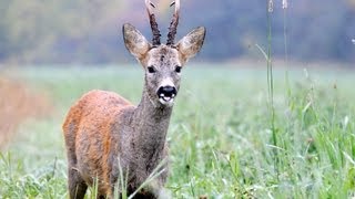 The Shooting Show -- Scottish roebuck and the Swarovski ballistic reticle