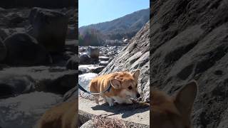 下って登り返すコーギー / A Corgi is trotting down a slope and then climbing back up #corgi #コーギー #サクラ