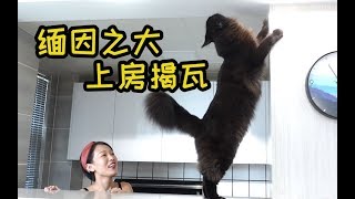 女主人和缅因猫总有一个会疯掉，为了玩游戏差点儿拆家！