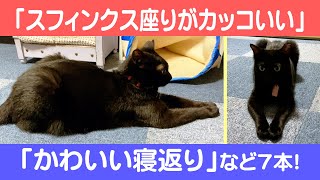 にゃんこ3きょうだい日記 #54 Diary of 3Cats [Jul.5-11/2021]