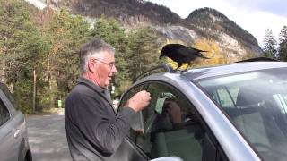 Der Zahme Vogel.