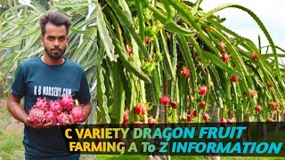 Dragon Fruit (Variety C - Siam Red) Farming | KB NURSERY - 6295779752