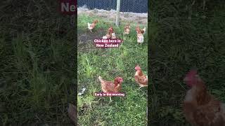 Chicken in New Zealand#satisfying#soundsofchicken#shorts