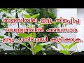 immunity power booster രോഗപ്രതിരോധശേഷി വർദ്ധിപ്പിക്കാൻ