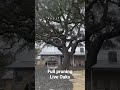 Full pruning of Live Oaks