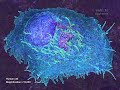 cell organelles 4 plasma membrane