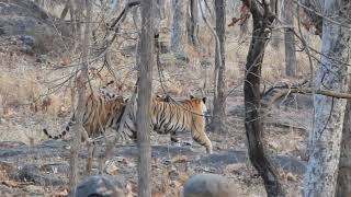 Amazing sighting Sharmili Tigress and Cubs