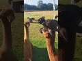 chicken chilling on an alpacas head at tickhill alpacas glamping 19 7 24