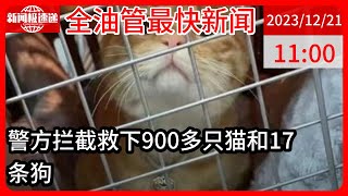 中国新闻12月21日11时：爱猫失踪后90后女孩暗访整条产业链：餐厅把猫头砍掉冒充兔肉、鸡大腿