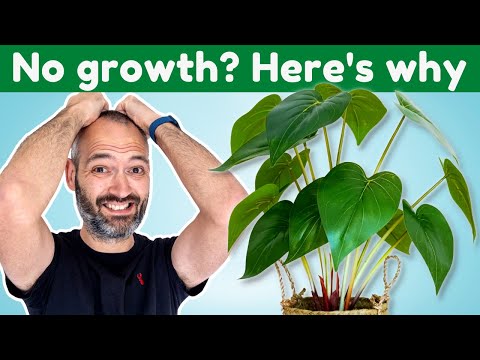 What causes a plant to stop growing?