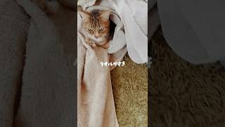 私が洗濯物を畳まない理由【時短家事】 #猫 #猫動画