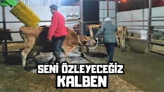 BİR İNEĞİMİZİ SATTIK | Gözyaşları İçinde