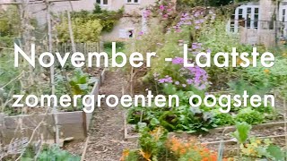 Ini's Moestuin #78  November: laatste zomergroenten oogsten, o.a  zoete aardappel en Kaapse bes.