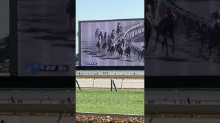 Horse　Racehorse　【Tokyo Racecourse】　東京競馬場　レース