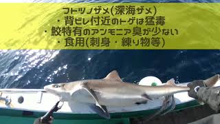 中深海ジギングでよく釣れる深海ザメ【神奈川県・嘉丸】