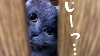 あざと可愛い首の動きが完璧すぎる猫さん｜PECO