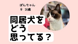 【アニマルコミュニケーション】《距離感を大事にする猫ちゃん》#アニマルコミュニケーション