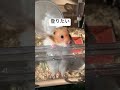 登りたいけど寝起きで力が出ない ハムちゃん hamsters ハムスター