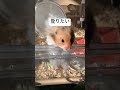 登りたいけど寝起きで力が出ない ハムちゃん hamsters ハムスター