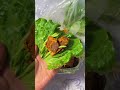 在小窝里偷偷吃烤肉是什么样的体验？ 唯有美食可以治愈一切 烤肉 小窝偷吃日记 美食趣胃计划 深夜偷吃