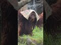 下雨囉～紅毛猩猩蓋布擋雨 orangutan animals nature