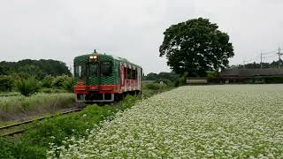 真岡鉄道・モオカ14形・蕎麦の花が咲く中を駆ける4