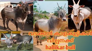 വടക്കൻ കാള കുട്ടികൾ ആണോ നോക്കുന്നത് /hallikar bull for sale