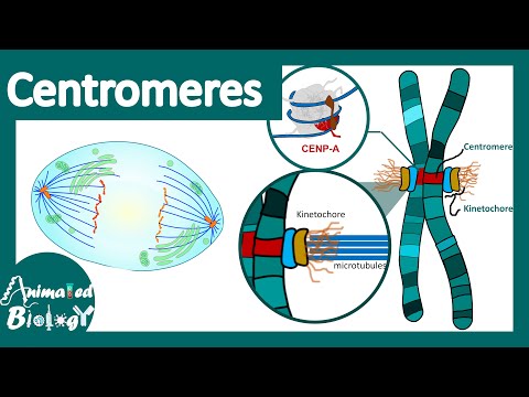 What is centromere and its function?