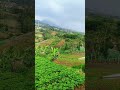 keindahan perkebunan hijau di kaki gunung yang asri pegunungan kebun nature pedesaan village