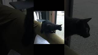 黒猫くうちゃん6か月カラスにカカカ（クラッキング） #shorts #猫 #黒猫 #クラッキング