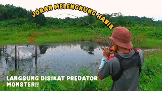 Disikat predator monster..!! Joran keras sampai melengkung || akibat sambaran ganas