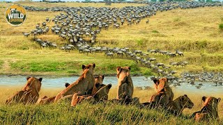 Mara River Crossing – A Journey of Life and Death