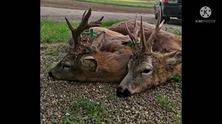 Big Medal ROEBUCKS -HUNTING IN Transilvania -Romania