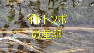 「トンボの記録」イトトンボの産卵2021