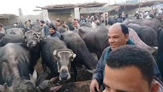 دبابات الجاموس الوالد في سوق بنها الدولي ١٢/٦.. ارخص الاسعار الموجوده في سوق بنها